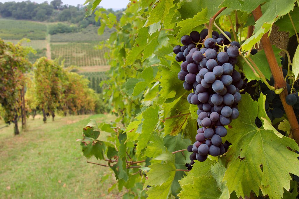 Wineries & Vineyard on Long Island